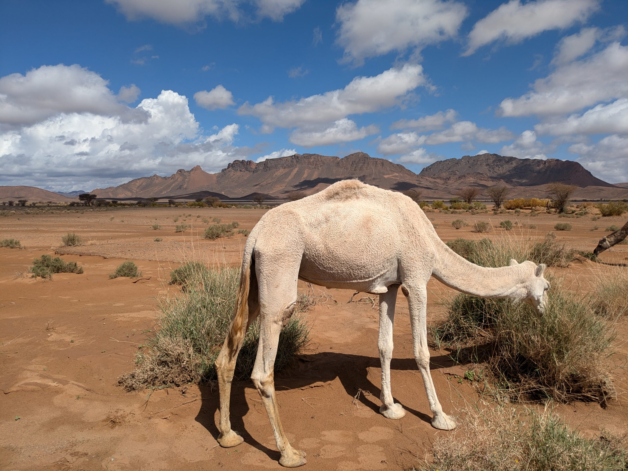 L’Atlas et le Sahara