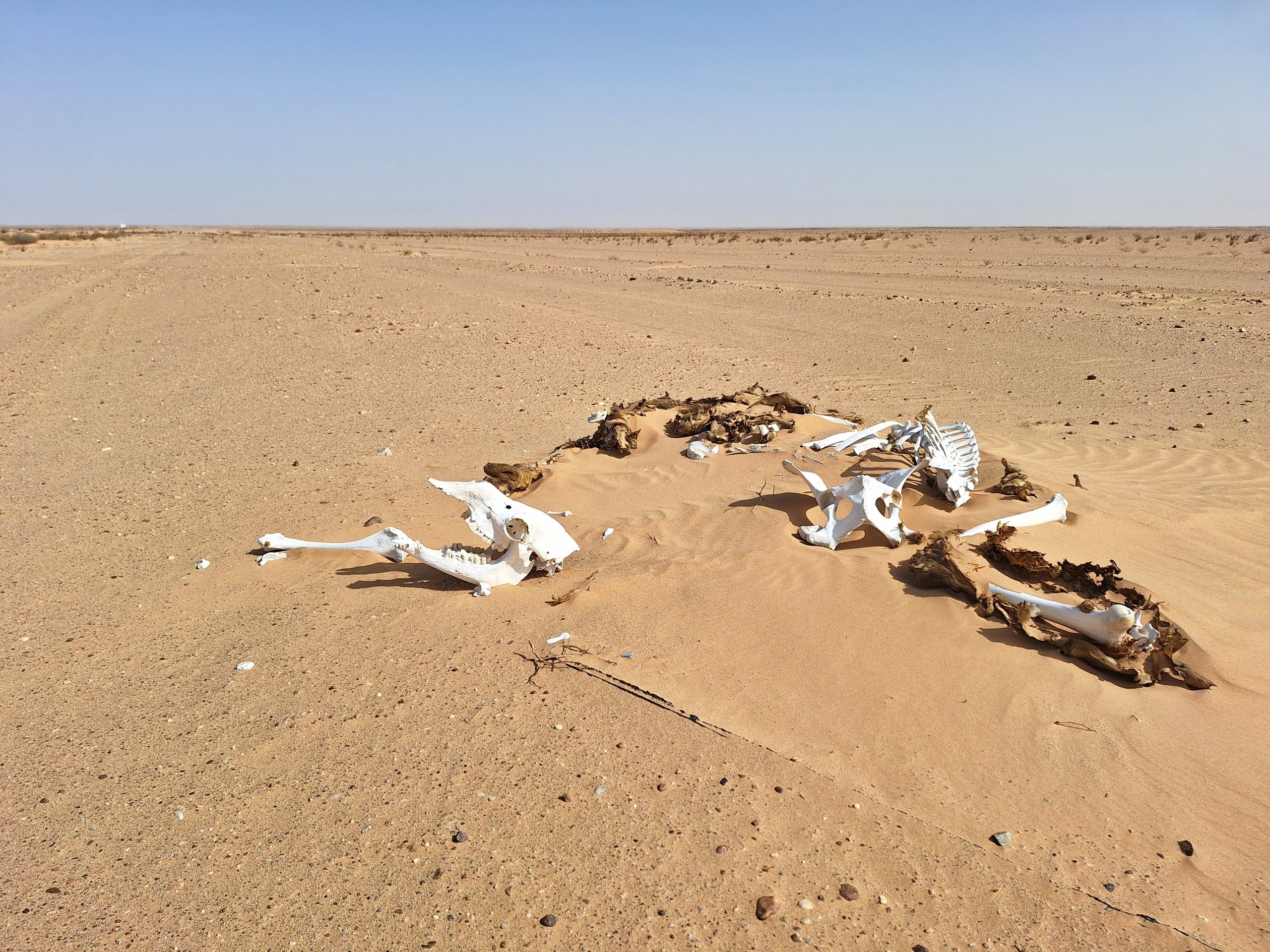 You are currently viewing Mauritanie – le désert à perte de vue