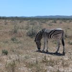 Etosha et la Skeleton Coast
