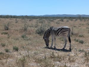 Lire la suite à propos de l’article Etosha et la Skeleton Coast