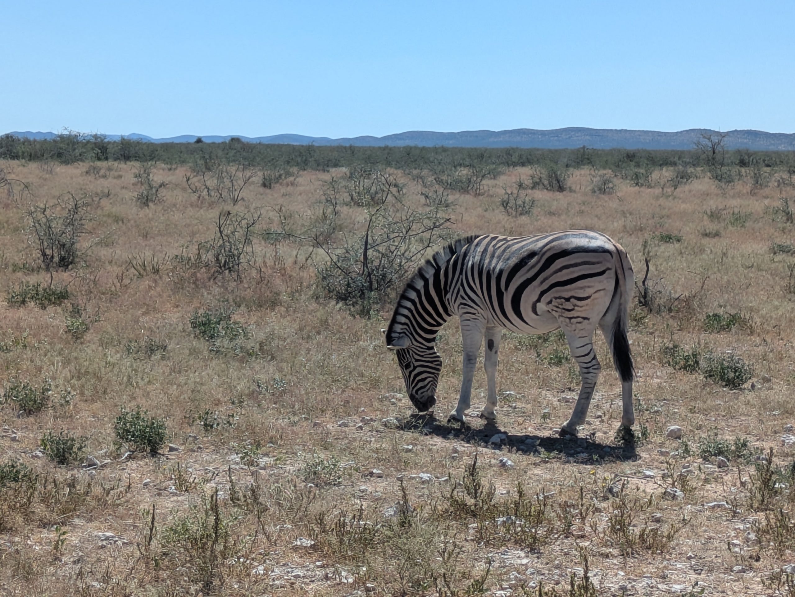 You are currently viewing Etosha et la Skeleton Coast