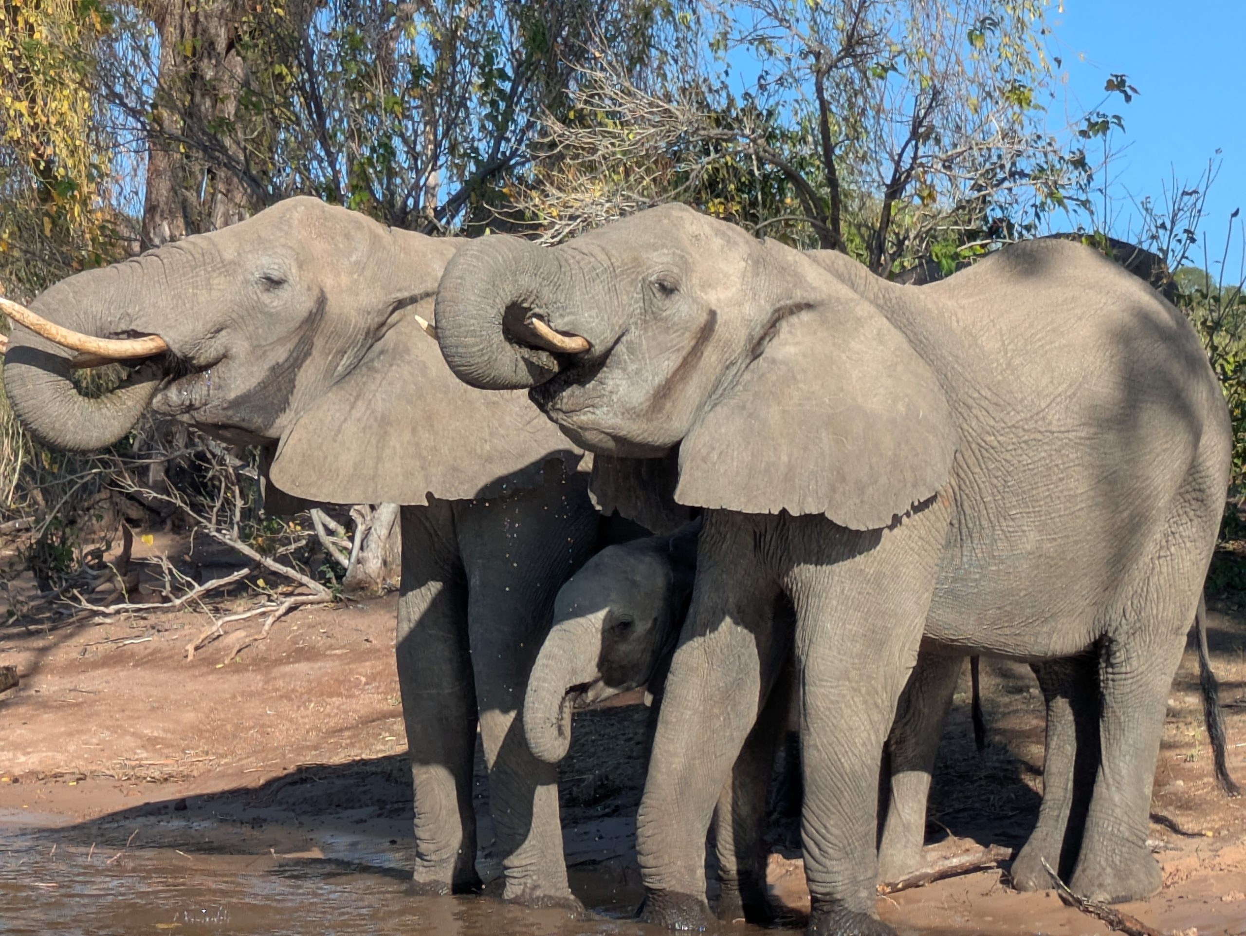 You are currently viewing Chobe et le delta de l’Okavango