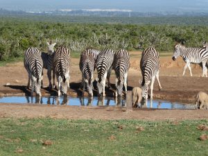Lire la suite à propos de l’article Du Cap à Johannesburg
