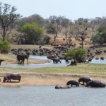 Eswatini et Kruger