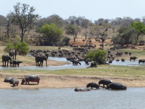 Lire la suite à propos de l’article Eswatini et Kruger