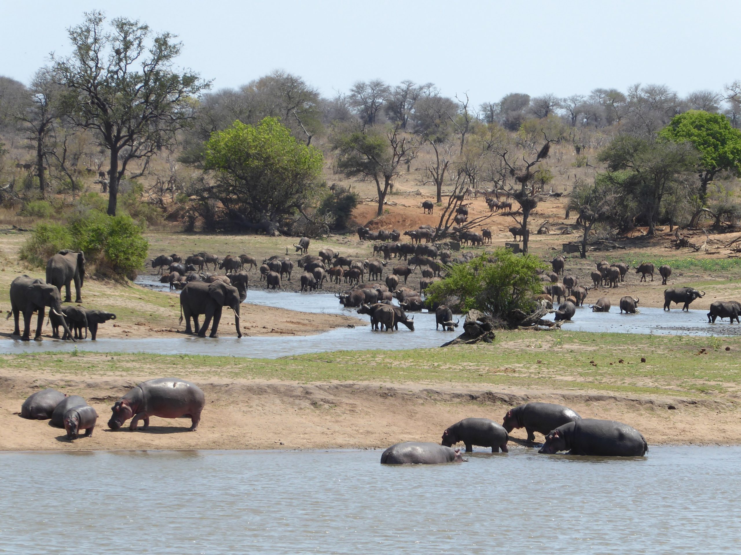 You are currently viewing Eswatini et Kruger