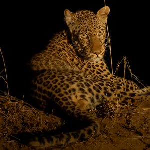 Lire la suite à propos de l’article Le fleuve Zambèze et le South Luangwa