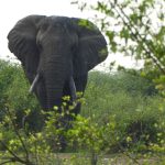 Nil, équateur et vie sauvage