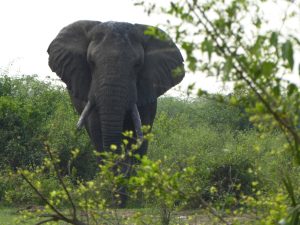 Lire la suite à propos de l’article Nil, équateur et vie sauvage