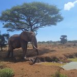 Les dernières savanes