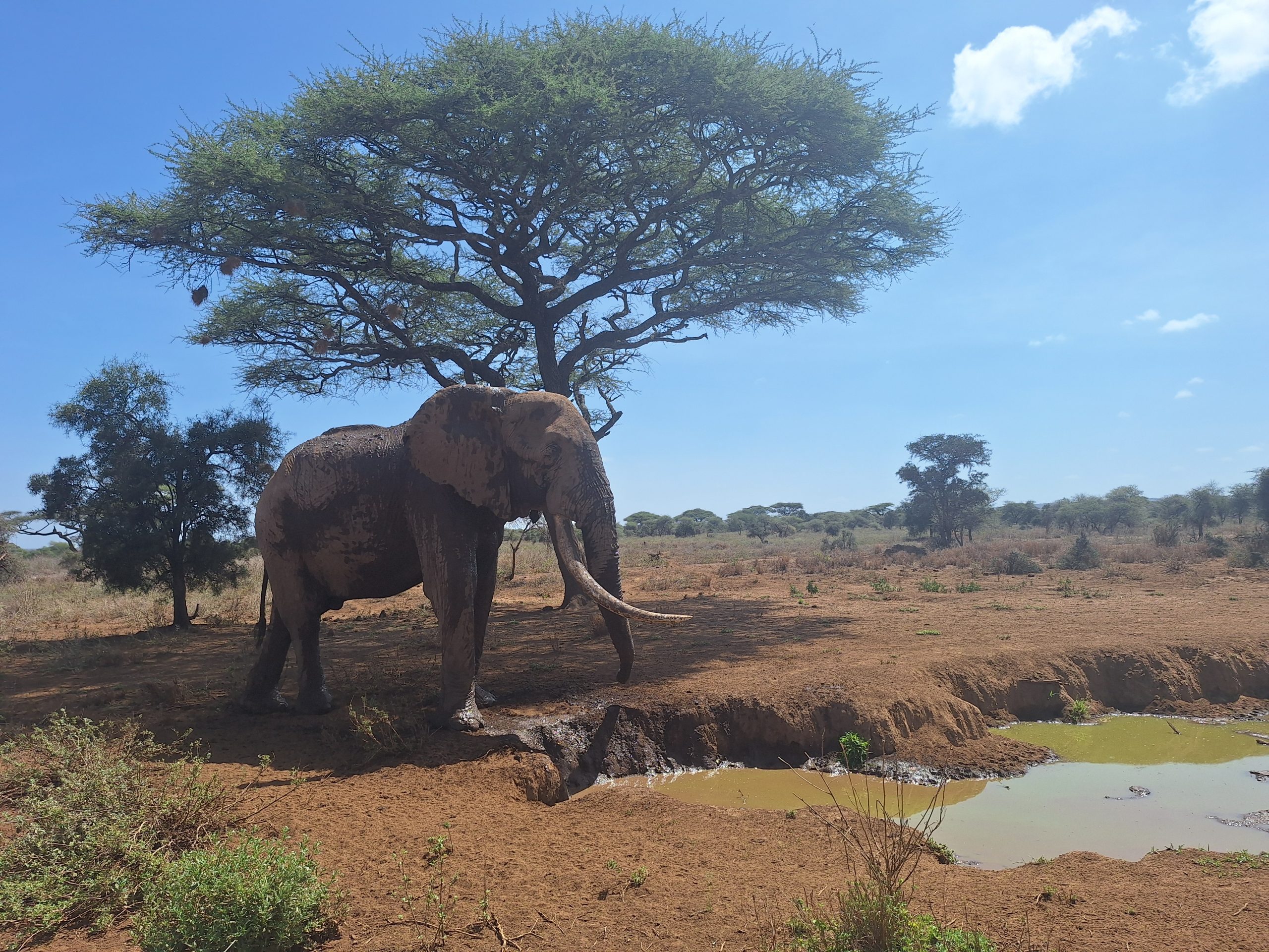 You are currently viewing Les dernières savanes